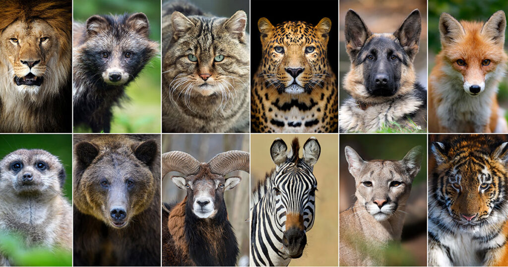 Animal Messages